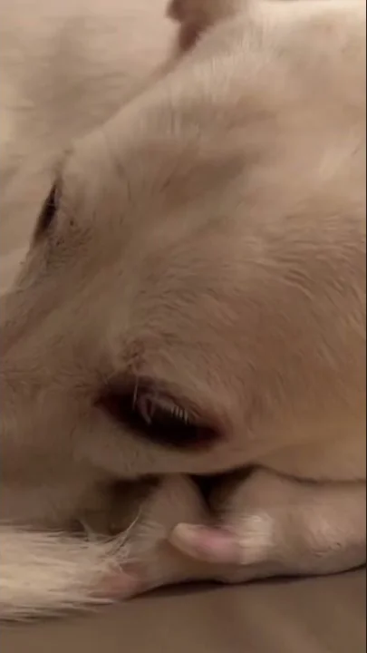 Video 229431: british shorthair blue kitten, cutest british shorthair kitten, british shorthair blue point, dog british shorthair, cutest kitten compilation, baby cats