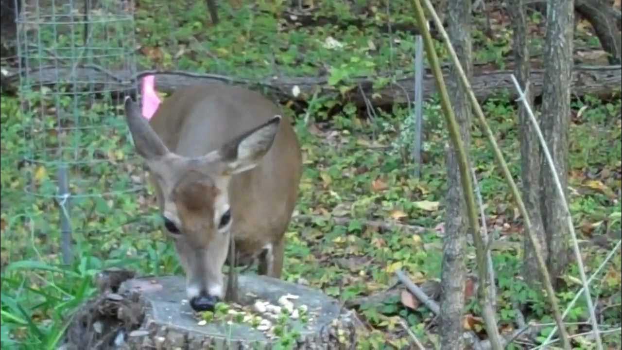 Deer eating peanuts YouTube