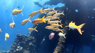 Blue Season Bali - A Day in the life of Divemaster Inter Ailis