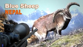 Blue Sheep Hunting in Nepal // Bharal Hunting in Nepal // 2022