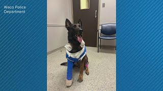 Waco's K9 Officer Andor in stable condition after being shot three times