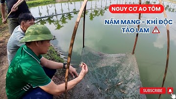 Cảnh báo nấm mang trên tôm càng xanh - Nguy cơ từ bùn đáy và khí độc | Vũ Đức Thiện