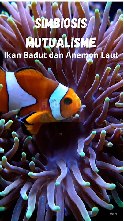 hubungan saling menguntungkan ikan badut dan anemon laut #ikannemo #ikanbadut #anemonlaut #simbiosis