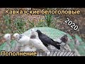 Кавказские белоголовые голуби 2020.мое пополнение.Caucasian bald pigeons 2020.my Deposit