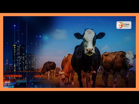 Ng Ombe Walioibwa Siaya Wapatikana Luanda