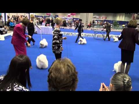 Video: Coton De Tulear Hunderase Hypoallergenic, Health And Life Span