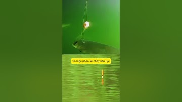 cận cảnh cá chép ăn mồi dưới nước và tín hiệu ứng #shorts #fishing #fish #cauca #caucagiaitri #cau