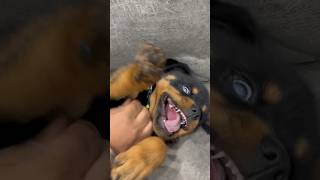 Rottweiler Puppy  Chloe Is Very Aggressive Dog #shorts #rottweiler #dogs #youtubeshorts #bubzee