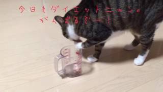 まるおのダイエット作戦  〜ロイヤルカナン 満腹感サポートを手で食べる猫〜