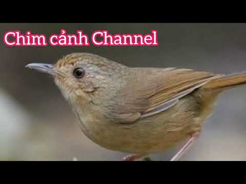 Video Chim tiểu mi mái hót kích trống cực hay - youtube