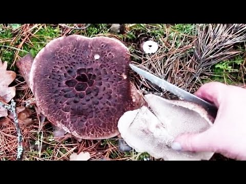 Невероятное разнообразие грибов к концу осени.