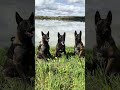 Belgian Malinois 🤩 #malinois #belgianmalinois #dogsofyoutube #pastorbelgamalinois #shortsdog #dogs