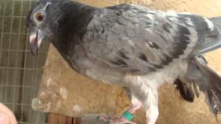 Moon Pigeon Cooing