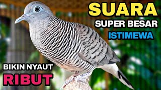 Perkutut Lokal Gacor Suara Kung Besar Pancingan Burung Perkutut Agar Bunyi.