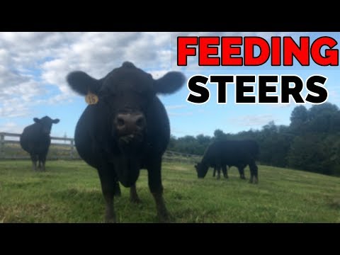 Como aumentar Steers? | Como criar gado (Black Angus)