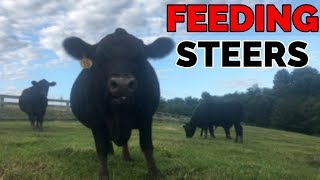 How to RAISE Steers? | How to Raise Cattle(Black Angus)