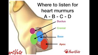 HeartVets HowTo do a Cardiac Auscultation