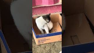 #cat #videos #cute #kitten