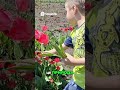 Тюльпани для мами Щастя в кожній квітці квіти весна картопля українськесело ферма фермерство