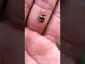 Asian beetles you've never seen #anyuniqueanimals #beetle#insects #beautifulinsects #nature #viral