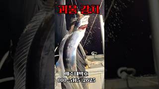 제주도 괴물갈치