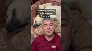 Dog Sleeping Positions Explained Part 3