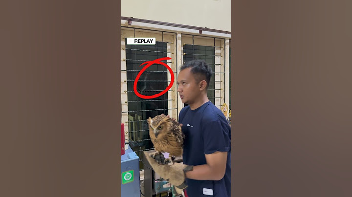 Resiko pelihara burung hantu