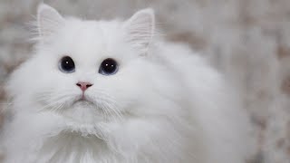 Funny Cute Cats