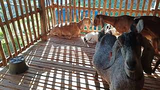 Cebu Goat Farm - In House Anglo Nubian