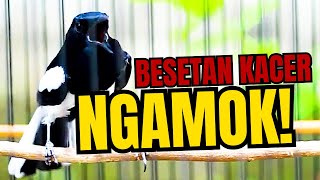 BESETAN KACER NGAMOK,  AMPUH BIKIN LAWAN AUTO EMOSI