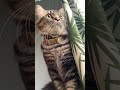 WHAT A LOVELY PUSSY CAT! 😍 #shorts