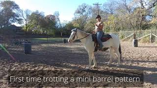 First time to trot a mini barrel pattern