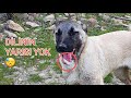 DİLİ KOPAN KANGAL YAVRUSU - ZEHİRLİ TIRTIL GADDARIN DİLİNİ KOPARDI ( ÇAM KESE TIRTILI ACİL ÖNLEM )