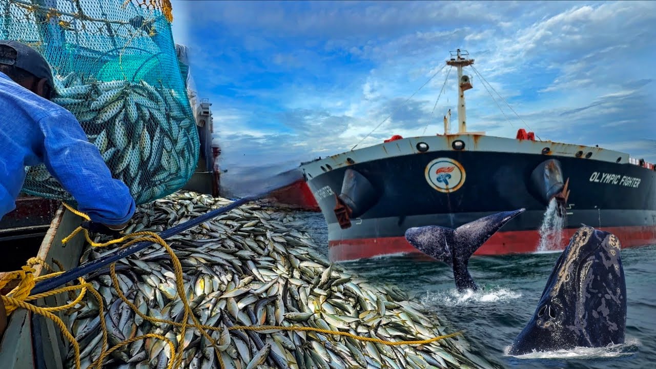РЫБАЛКА-МОНСТР 🤩 Замечен синий кит | Мы поймали тонны скумбрии | Обед: вкусная жареная рыба