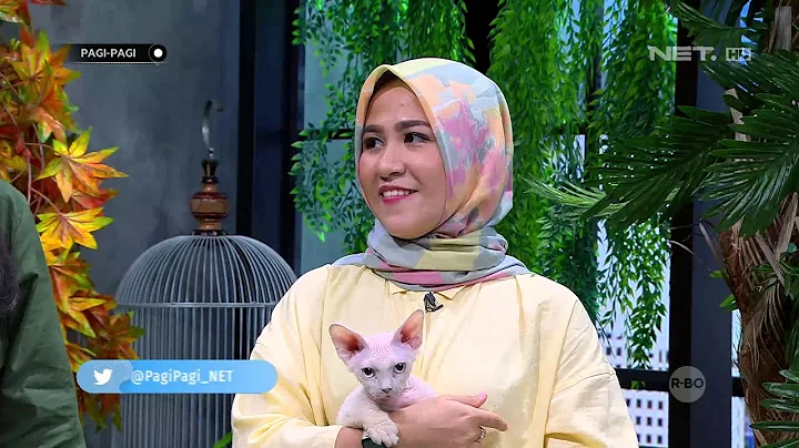Video 1184471: sphynx munchkin, kucing munchkin