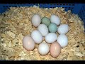 Особенности осенней инкубации яиц.Осенним цыплятам три с половиной недели.Нюансы светового режима.