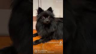 Small black Pomeranian dog ❤ #dogsoftiktok #paws #ytshorts #cachorros #pomeranian #puppy #dogs #cão