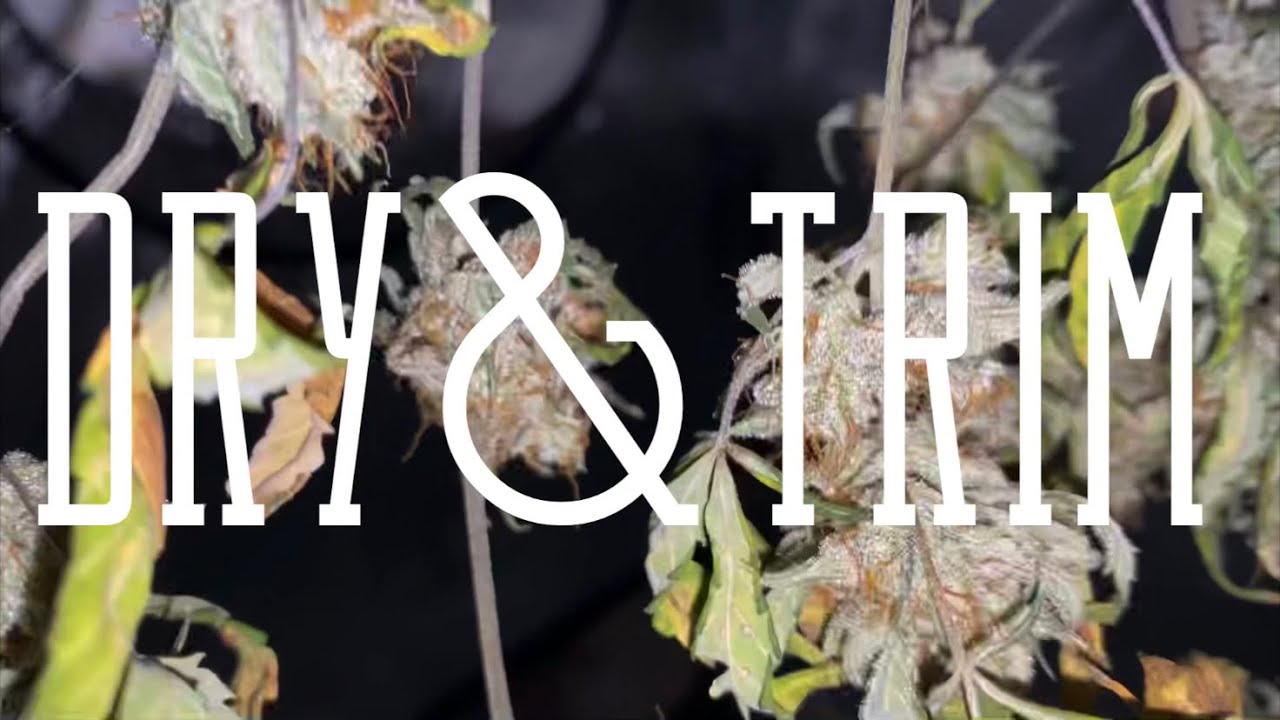 Growing autoflowering cannabis with Grow Dots! Dry &trim! YouTube