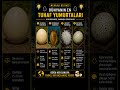 🥚 Dünyanın En Tuhaf Yumurtaları! Gördüklerine İnanamayacaksın 😱