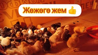 Үй шартында ЖӨЖӨГӨ 🐣 кантип ЖЕМ жасап берсе болот?