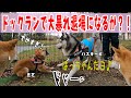 ハスキー犬ドックランで大暴れ退場になるか？！ Husky and Poodle