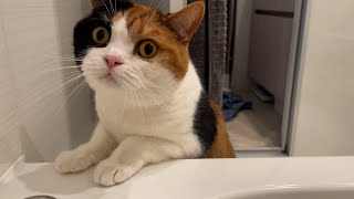 【親子猫】お風呂場をくまなくチェックする姿が可愛すぎる猫【スコティッシュフォールド】