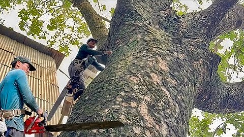 Het zagen van een gigantische paarse acaciaboom, een gele katoenboom. Hightech boomzagen