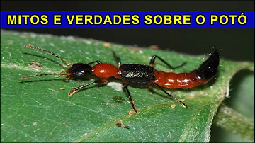 O que atrai o potó?