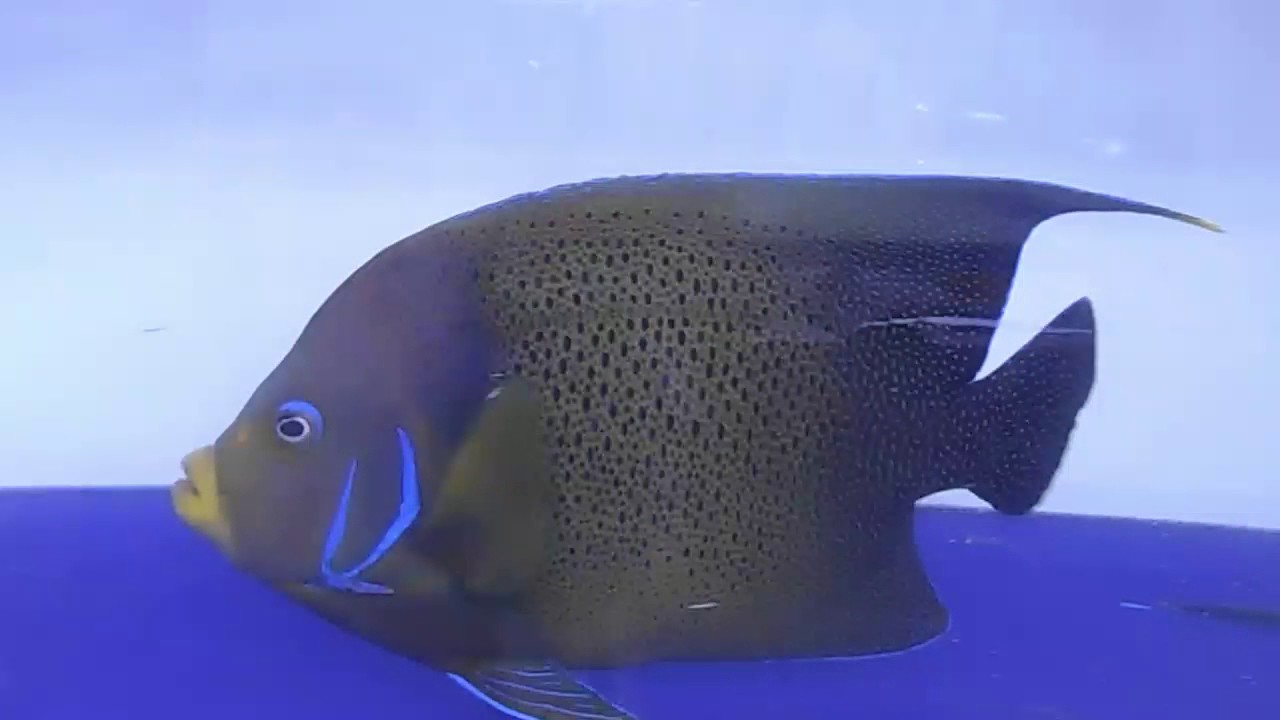 サザナミヤッコ成魚 約40センチ Youtube