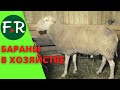 Бараны-производители романовской и ост-фризской породы овец на ферме Покров