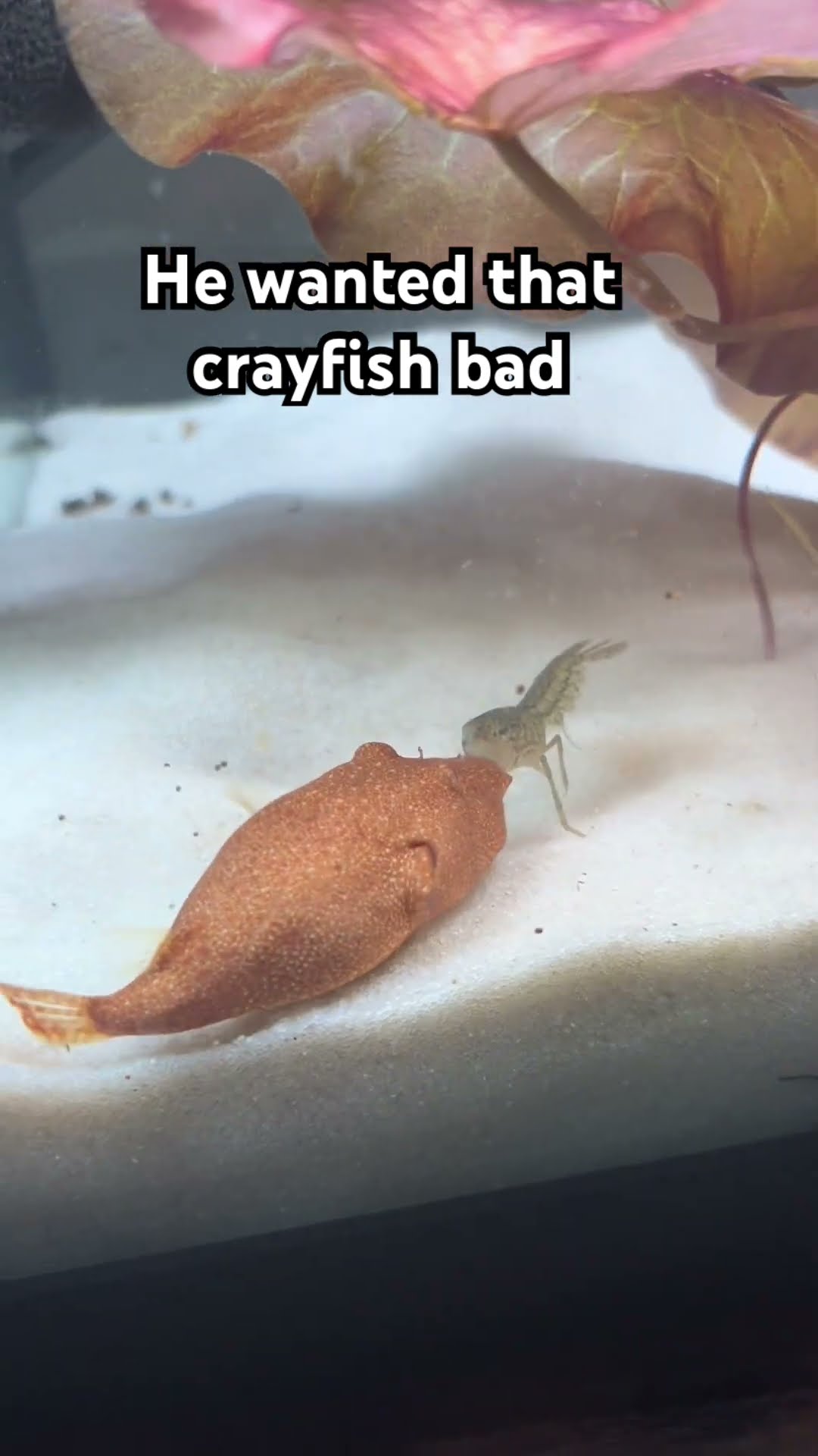 YAMS THE PUFFER TEARS UP A CRAYFISH #pufferfish #trending #fy # ...