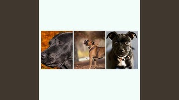 Pulsating Backdrops for Lonely Dog