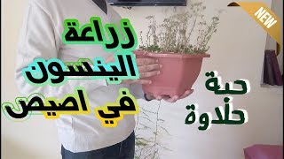 زراعة الينسون (حبة حلاوة) في المنزل في اصيص صغير (من البذرة للبذرة)