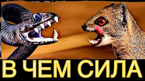 В ЧЕМ СИЛА МАНГУСТА КОГДА ОН ПРОТИВ ЗМЕИ почему зверек не боится даже самой опасной кобры